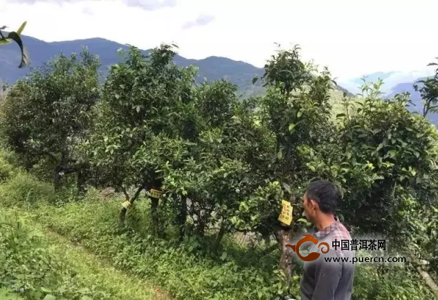 10大增值最快的云南茶片区