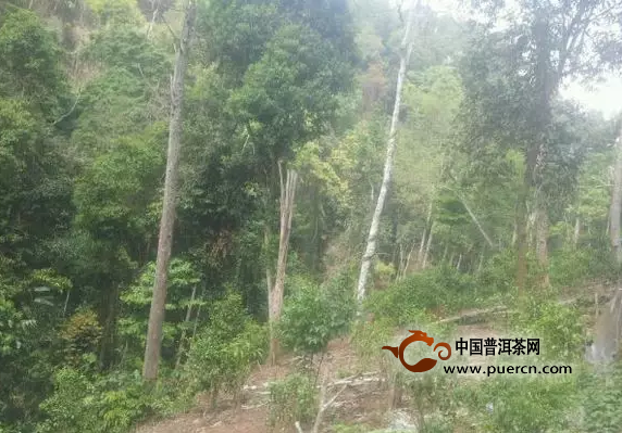 10大增值最快的云南茶片区