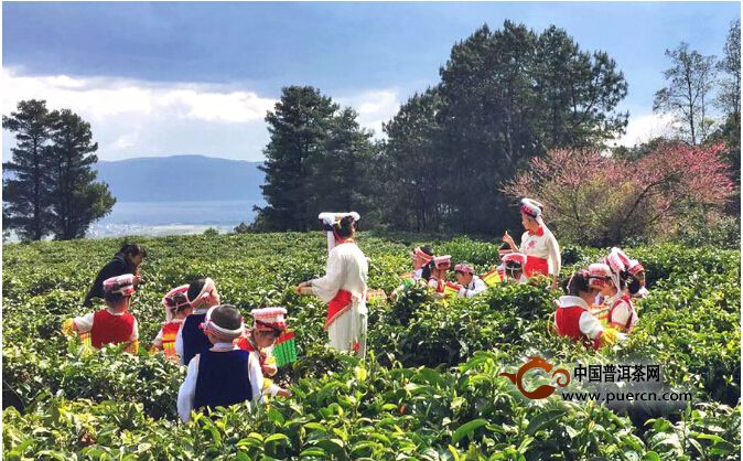 “小小茶人”幼儿茶艺班走进下关沱茶