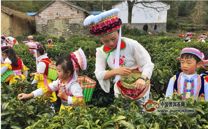 “小小茶人”幼儿茶艺班走进下关沱茶
