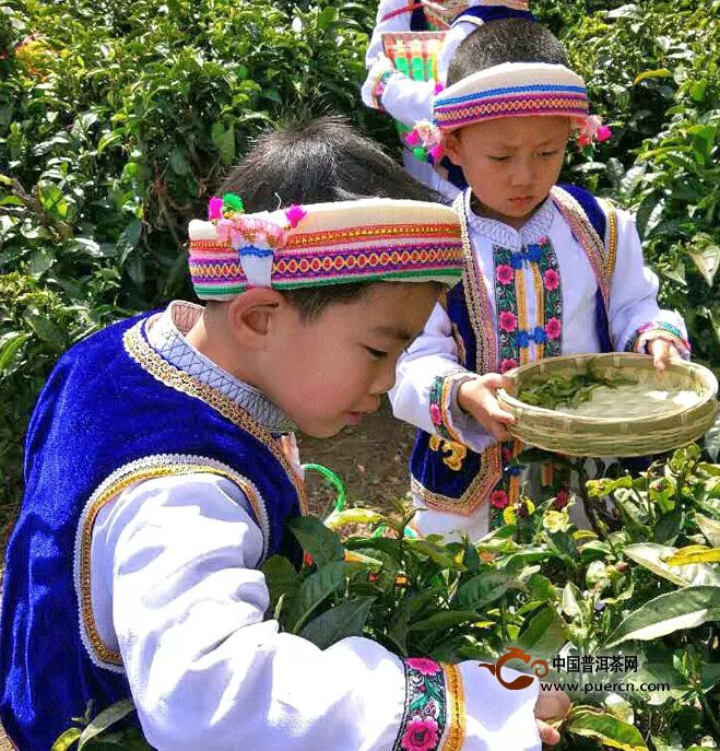“小小茶人”幼儿茶艺班走进下关沱茶
