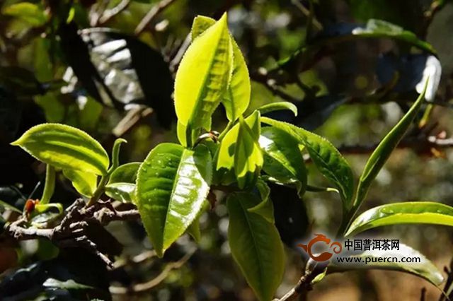 真的是“不苦不涩不是茶”吗?