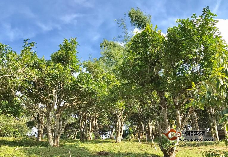 云南普洱茶古树茶好喝与树龄没有直接关系