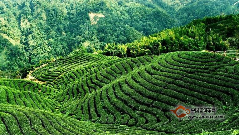 云南普洱茶古树茶好喝与树龄没有直接关系