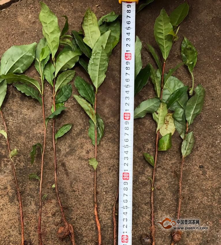 云南普洱茶古树茶好喝与树龄没有直接关系