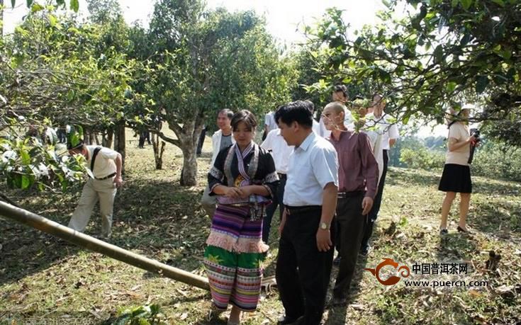 云南普洱茶古树茶好喝与树龄没有直接关系