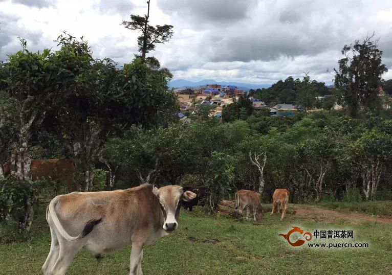云南普洱茶古树茶好喝与树龄没有直接关系