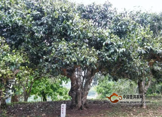 常见之古树茶十大真相，你遭遇了多少？