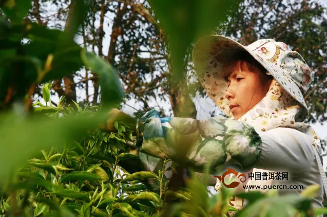 常见之古树茶十大真相，你遭遇了多少？