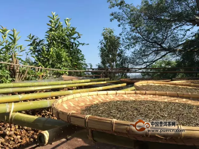 常见之古树茶十大真相，你遭遇了多少？