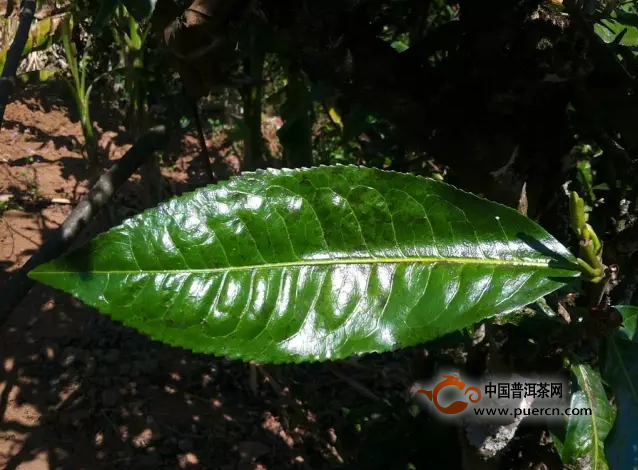 常见之古树茶十大真相，你遭遇了多少？