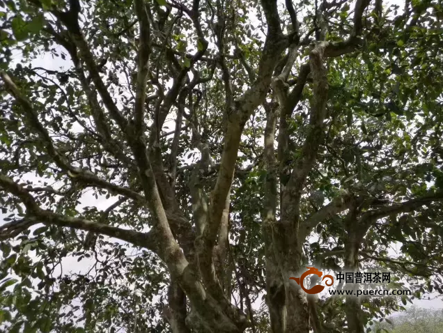 常见之古树茶十大真相，你遭遇了多少？