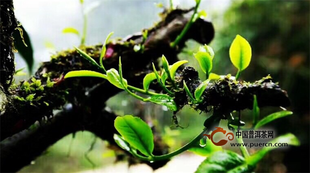 别让“古树茶”成为云南普洱茶“负资产”