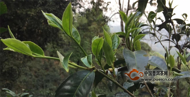 别让“古树茶”成为云南普洱茶“负资产”