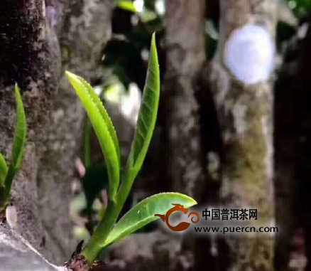 别让“古树茶”成为云南普洱茶“负资产”
