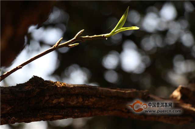 茶以稀为贵，是心理作祟还是事实如此？