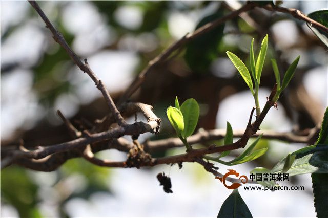 茶以稀为贵，是心理作祟还是事实如此？