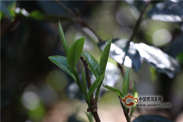 茶以稀为贵，是心理作祟还是事实如此？