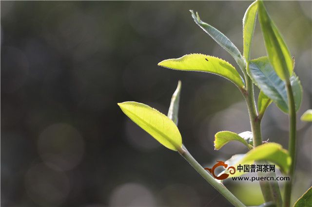 茶以稀为贵，是心理作祟还是事实如此？