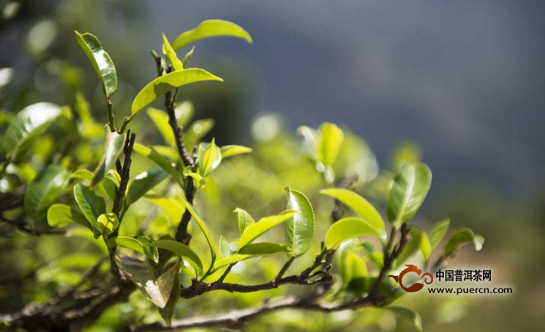云南普洱茶原料价格猛涨的背后，究竟隐藏着哪些问题？