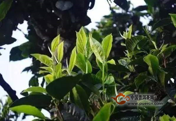 云南普洱茶原料价格猛涨的背后，究竟隐藏着哪些问题？