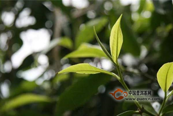 云南普洱茶原料价格猛涨的背后，究竟隐藏着哪些问题？