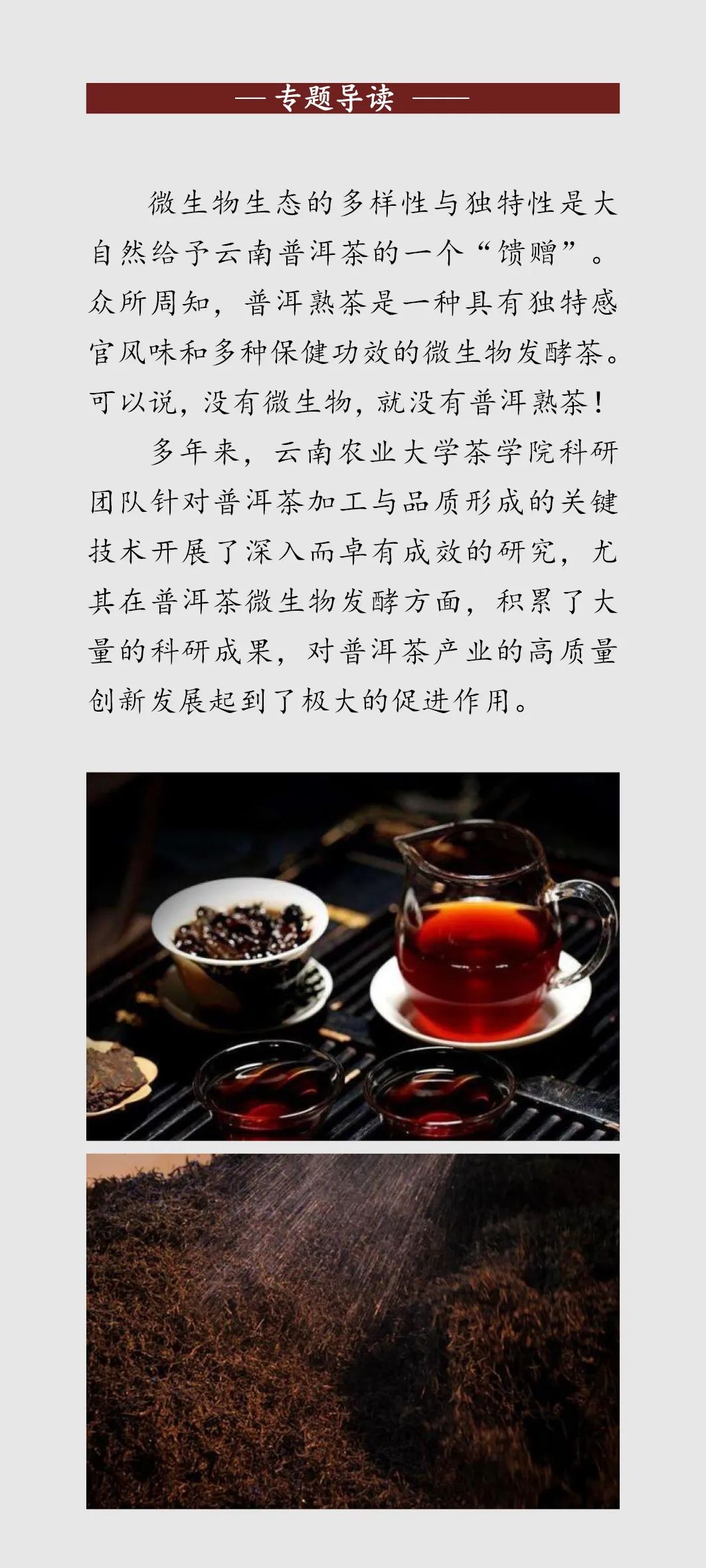 微生物助力普洱熟茶品质提升