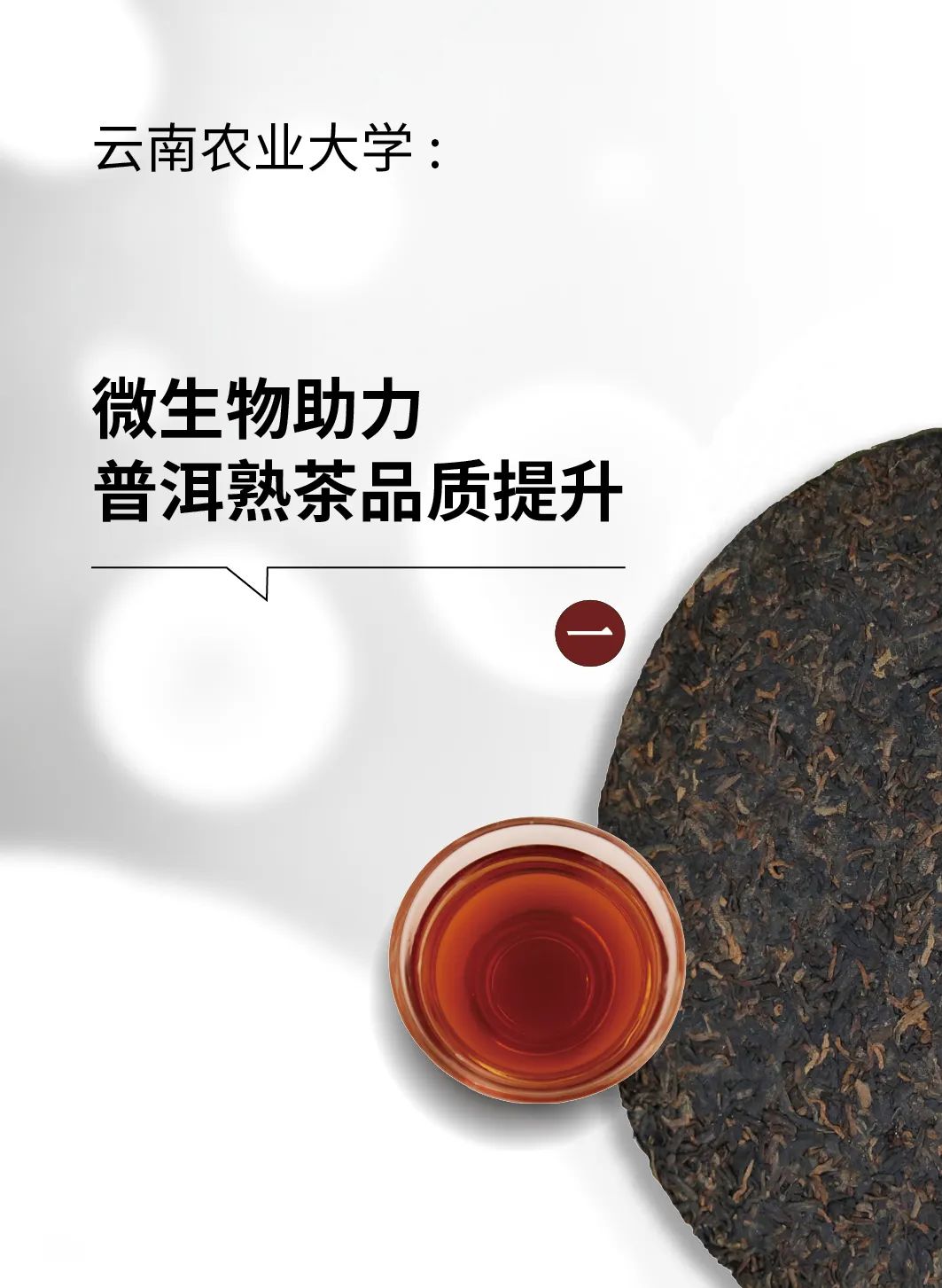 微生物助力普洱熟茶品质提升