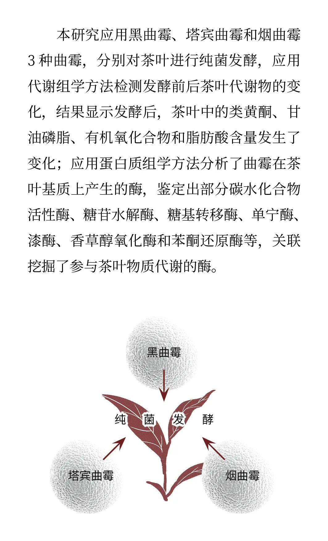 微生物助力普洱熟茶品质提升