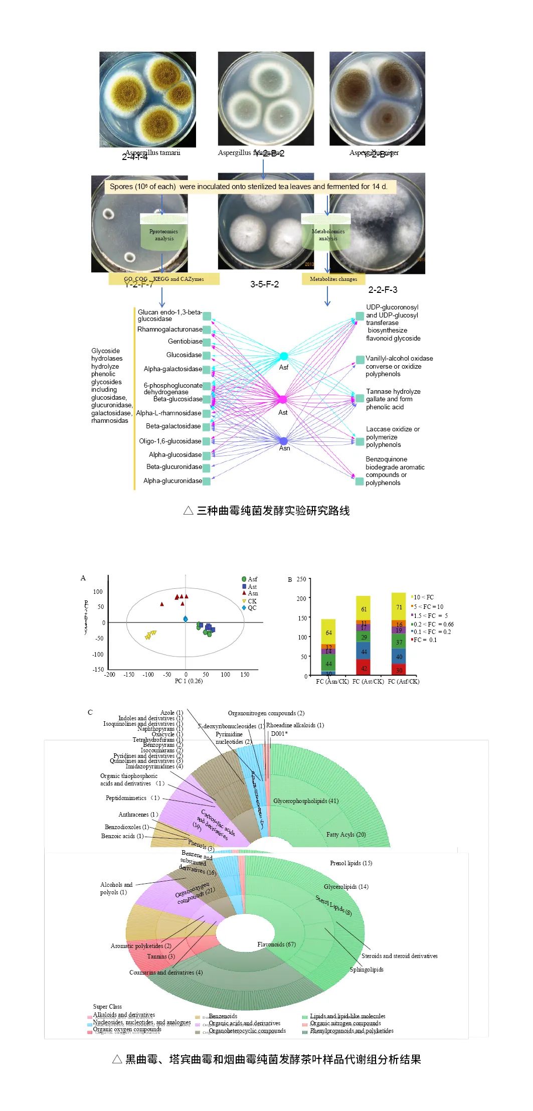 微生物助力普洱熟茶品质提升