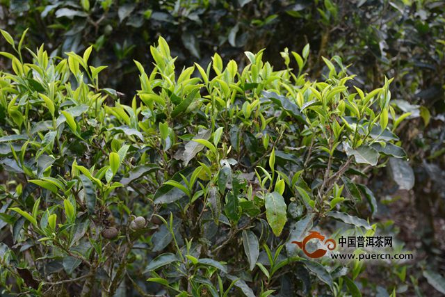 真的是“不苦不涩不是茶”吗?