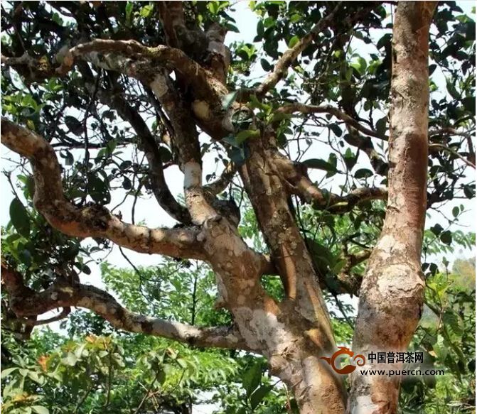 云南普洱古树茶都被什么人消费了?